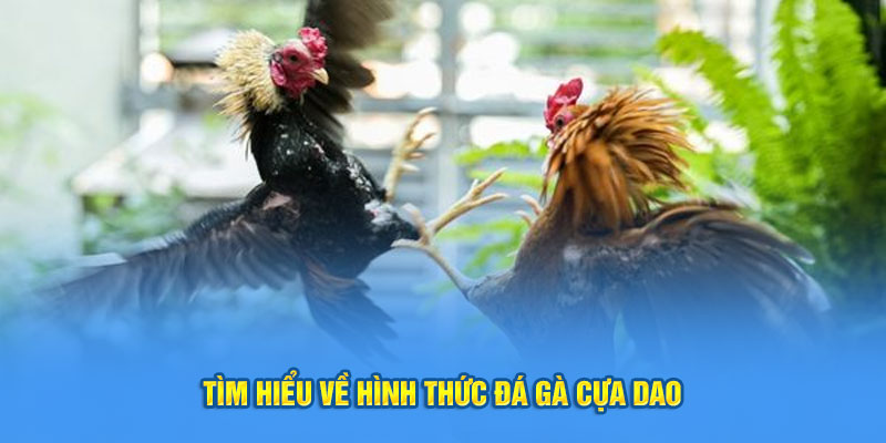 Sơ lược về đá gà cựa dao