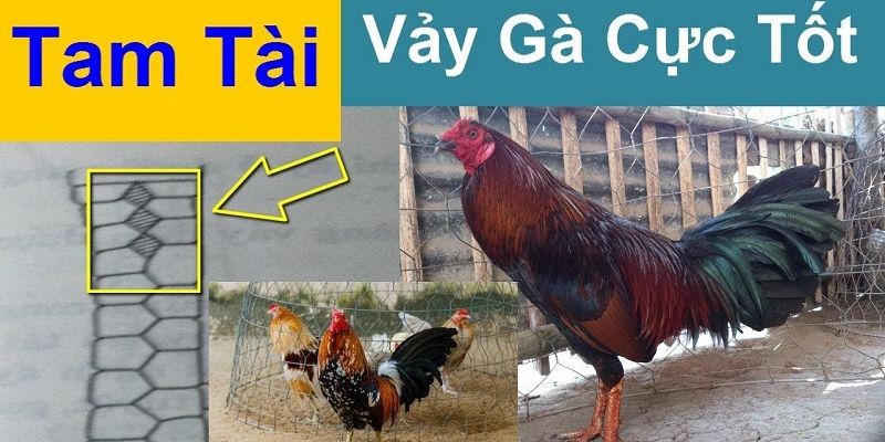 Vảy gà tam tài