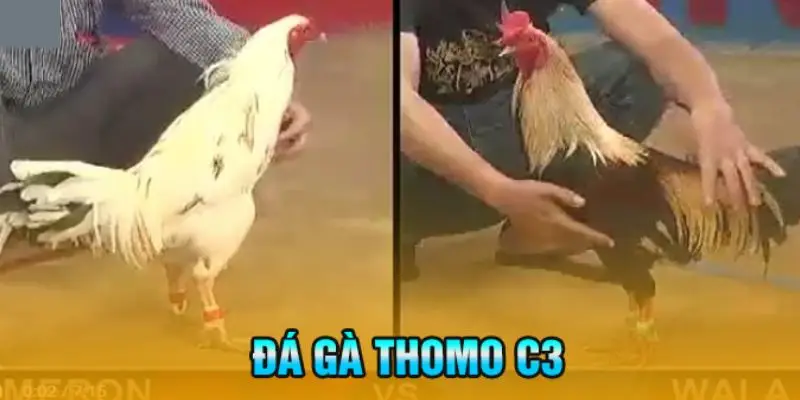 Đá gà thomo c3