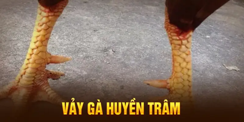 Vảy huyền trâm ở phần dưới cựa cực kỳ hiếm